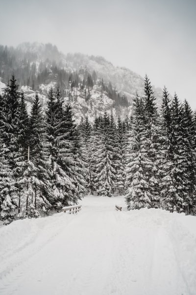 白天松树被雪覆盖